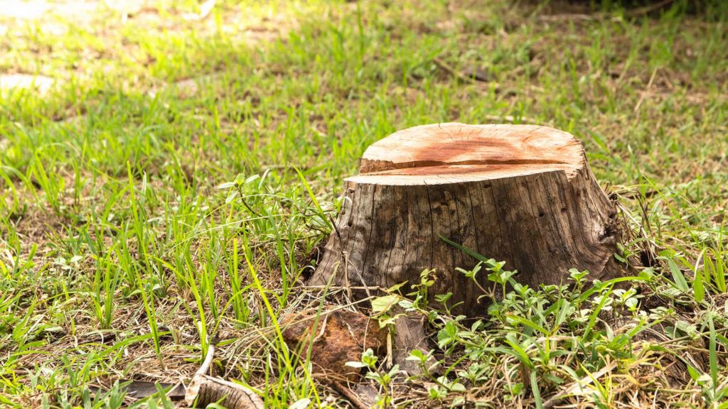 stump on the ground mount pleasant mi 1