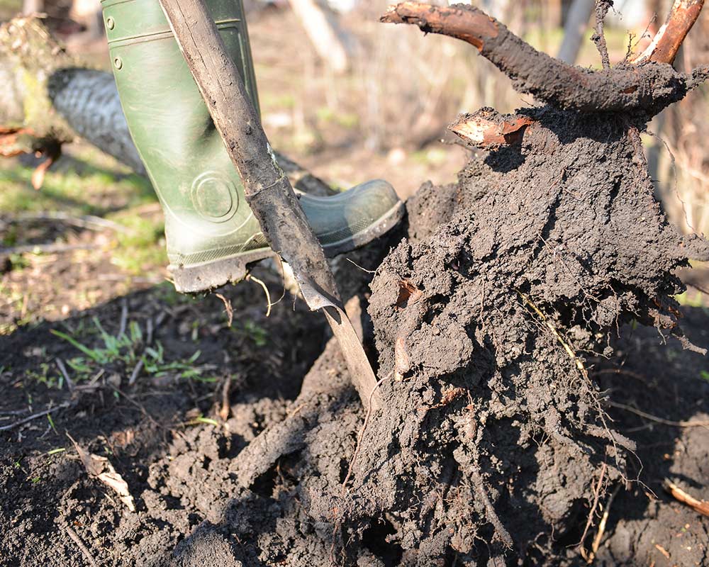 removing stump charlevoix mi